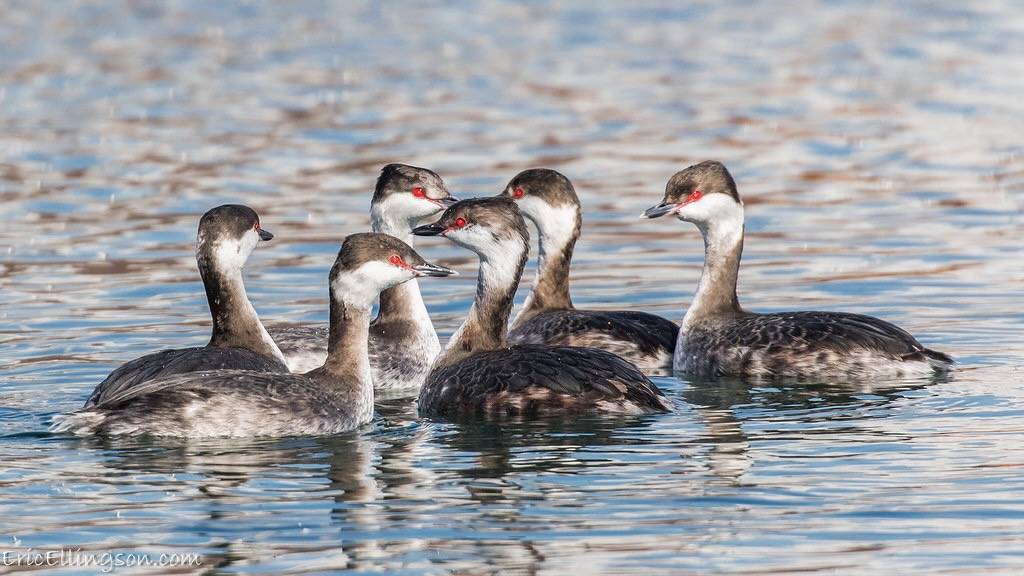 Horned Grebes by esellingson is licensed under CC BY-NC-ND 2.0.
